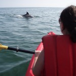 Ver golfinhos em Virginia Beach
