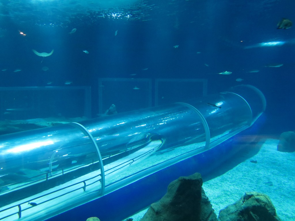 tunel-aquario
