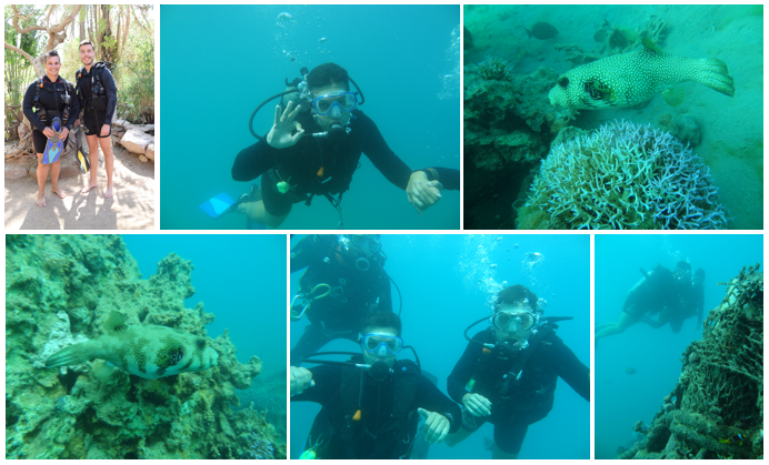 dolphin-reef-fotos-mergulho